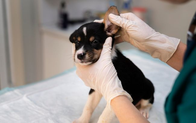 Как оштрафуют владельца за купирование ушей и хвоста собаки: объяснение юриста