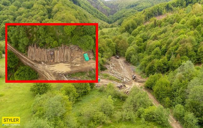 У мережі показали фото "лисіючих" Карпат: нещадна вирубка триває