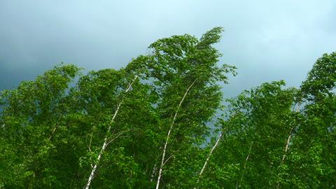 Під час урагану в Росії загинули дві людини