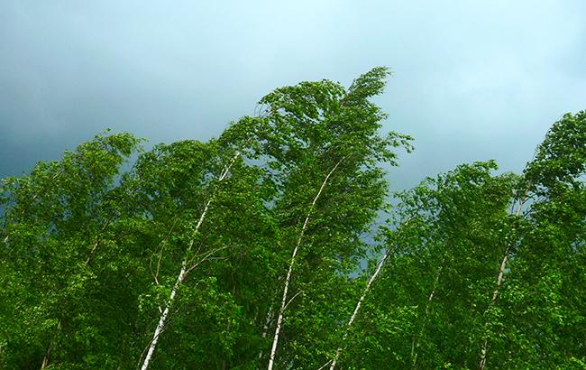 Синоптики попереджають про сильні пориви вітру в Києві