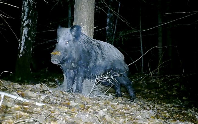 СПА по-карпатськи: "водні процедури" диких свиней потрапили на фотопастки (відео)