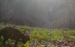 У Карпатах помітили рідкісного кота-хижака: унікальні кадри з фотопасток