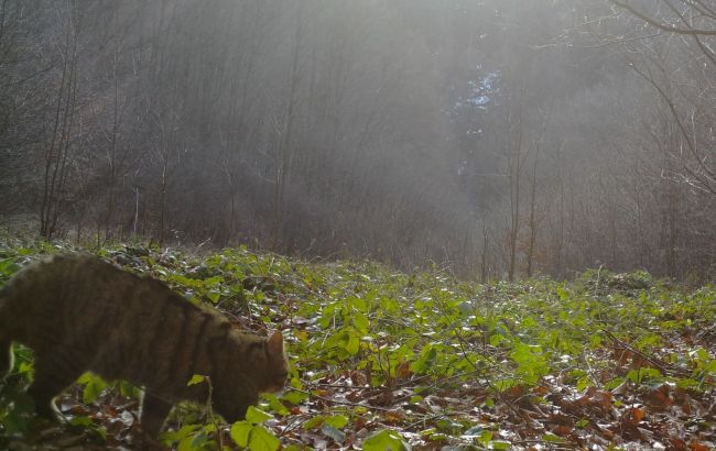 В Карпатах заметили редкого кота-хищника: уникальные кадры из фотоловушек