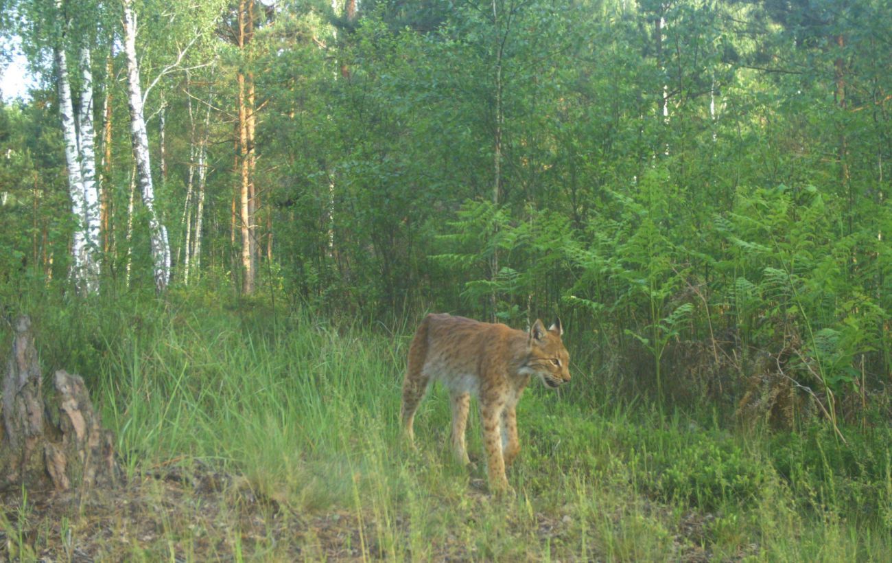 Майже неможливо побачити: як діяти, якщо зустріли рись в Карпатах