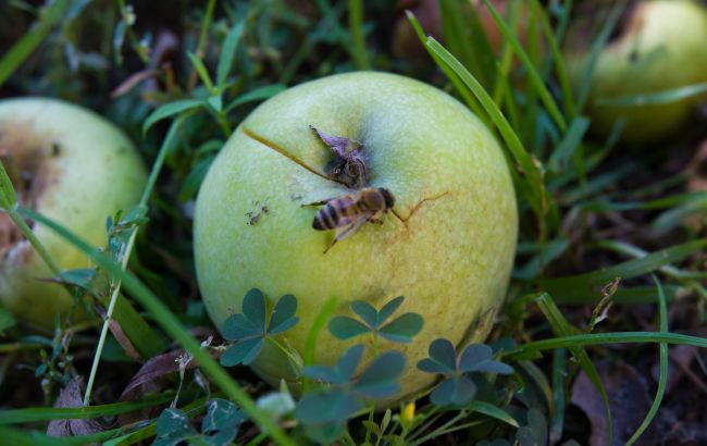 Как загадать желание и погадать на яблоках, чтобы обязательно сбылось