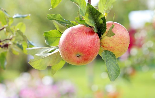 Які сорти яблук найкраще підходять для сушіння та як їх правильно зберігати