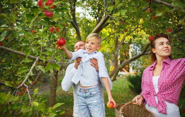 Чиї яблука під вікнами? Юрист пояснив, кому належать дерева у дворі багатоповерхівки