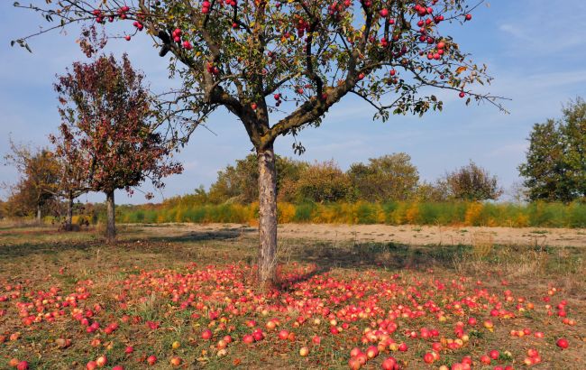 Чому залишати падалицю під деревами та на грядках - найбільша помилка садівника