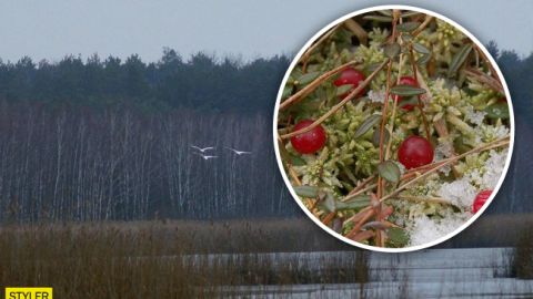 Вчені показали унікальні місця Чорнобильської зони: яскраві фото