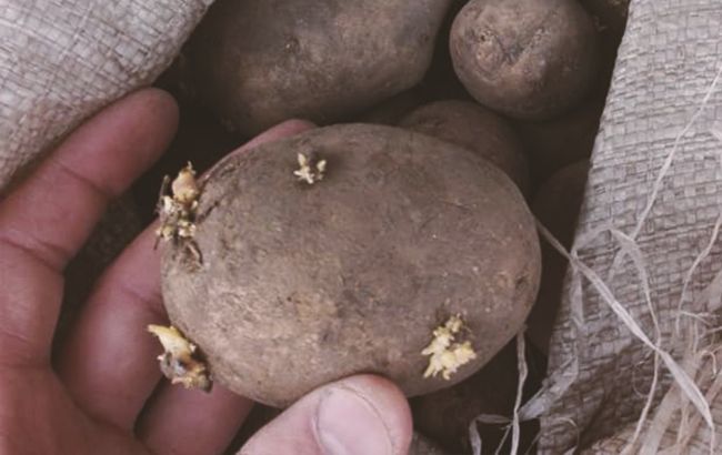 Как нельзя сажать картошку - главные ошибки на огороде