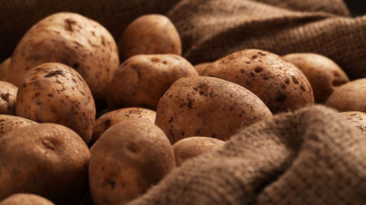 Как правильно хранить картошку, чтобы не росла и не гнила