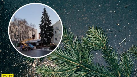 В Житомире люди растрощили елку за 3 дня: что осталось от лесной красавицы