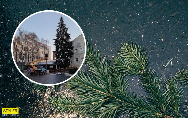 В Житомире люди растрощили елку за 3 дня: что осталось от лесной красавицы