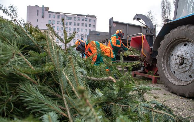 Куди здати новорічну ялинку в Києві? Запрацювали 72 локації (адреси)