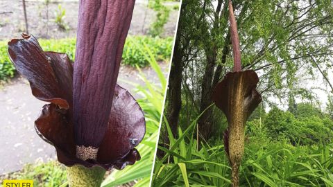 У парку Києва зацвів гігантський "Диявольський язик": яскраві фото