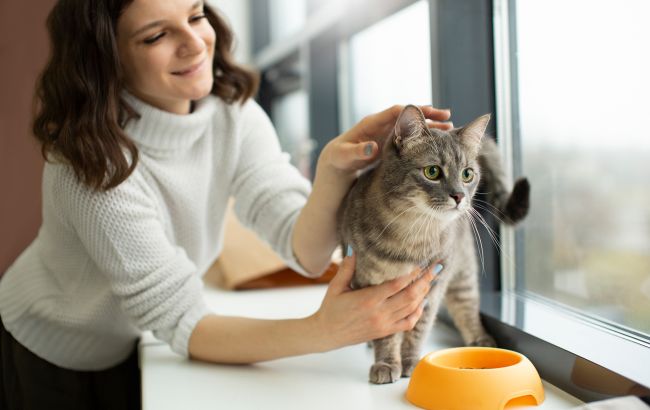 У котів також буває алергія на їжу: як вона проявляється та що можна зробити