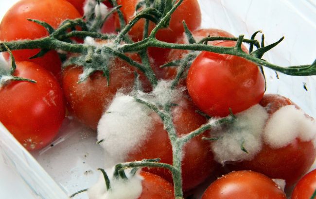 Ці продукти не можна врятувати, якщо зʼявилася пліснява: викиньте їх негайно