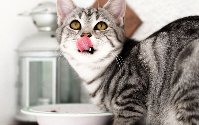 Можно ли давать котам рыбу и сколько ее должно быть в рационе: ответ ветеринара