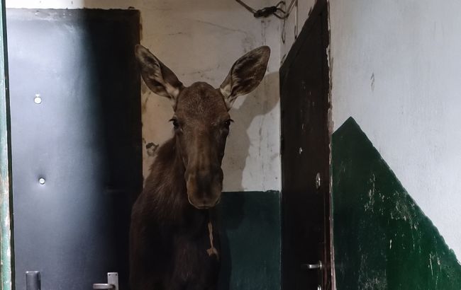 У Києві у під'їзді багатоповерхівки знайшли лося: що з твариною (відео)