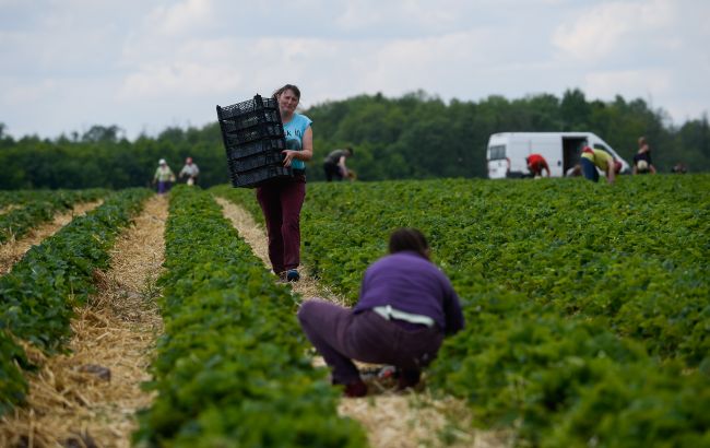 До половины ягод пропадет. В Польше критический дефицит работников из Украины