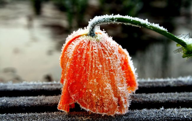 Червоний рівень небезпеки: де і коли в Україні буде надзвичайний заморозок до -8