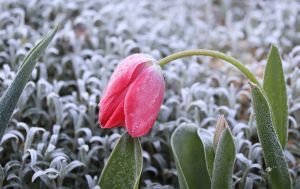 Синоптики попередили про нову "порцію" заморозків: коли їх чекати і яка погода буде 30 квітня