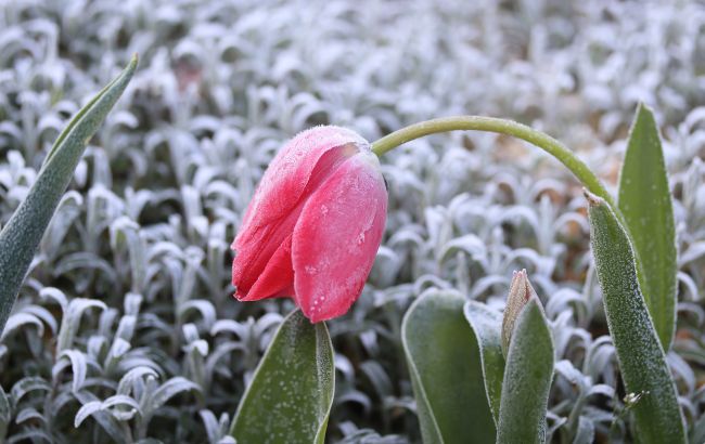 Синоптики попередили про нову "порцію" заморозків: коли їх чекати і яка погода буде 30 квітня