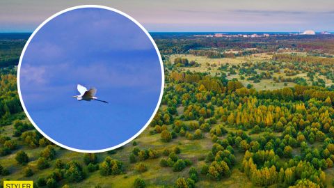 В Чернобыле показали птицу, которая может сгибать шею в трех местах (фото)