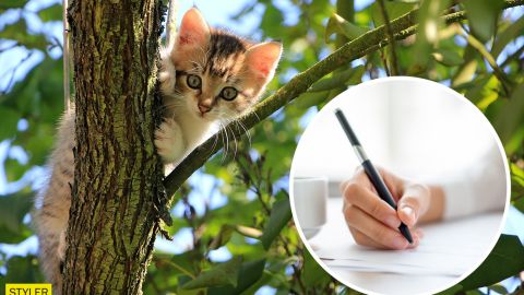 У Кропивницькому на учнів "шиють" справу через порятунок кошеняти (відео)