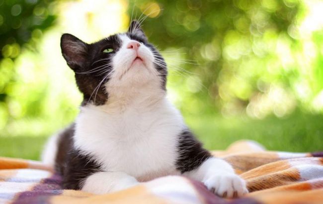 Погода на сегодня: на востоке Украины дожди, температура до +32