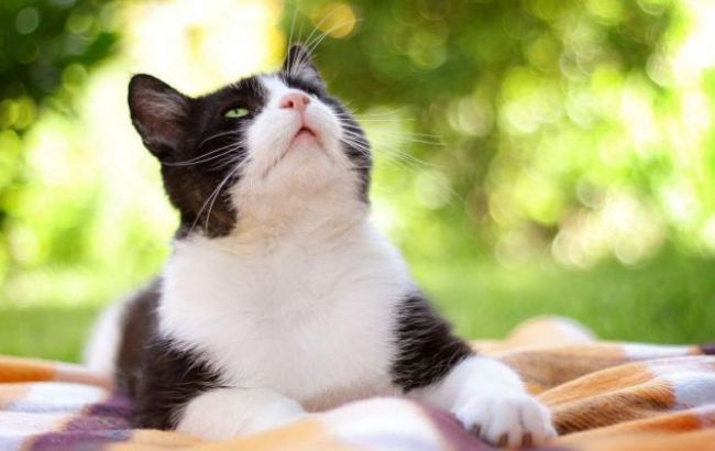 Погода на завтра: на западе Украины дожди, температура до +31