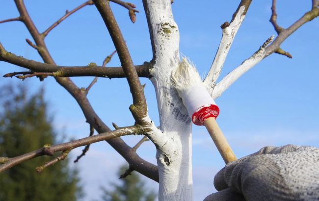 Вы уверены, что делаете это правильно? Вот как нужно на самом деле белить деревья