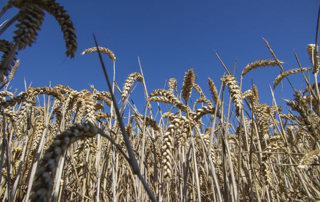Росіяни продовжують вивозити українське зерно з окупованих територій, - ЦНС