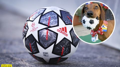 Свиня, черепаха і слониха: на Євро 2020 тварини пророкують результати матчів