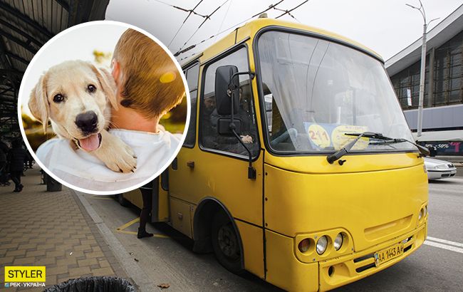 В транспорт з тваринами: як правильно перевозити своїх вигодованців