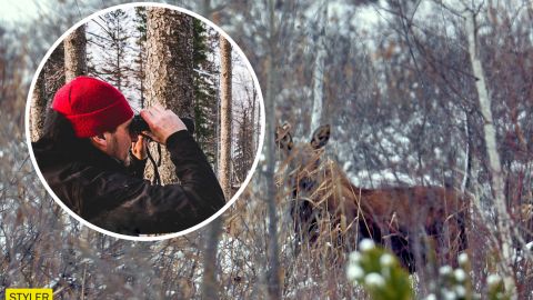 У Чорнобилі червонокнижна тварина позувала на фото: гідна виставки