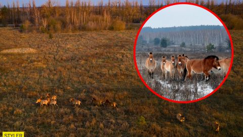 У Чорнобилі коні Пржевальського гинуть у браконьєрських пастках: бездушні циніки!