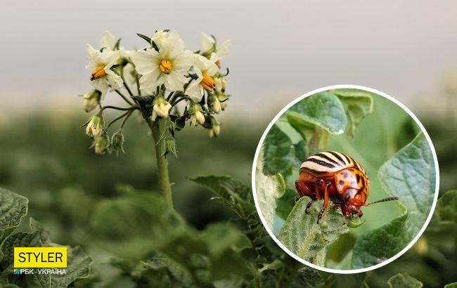 Як позбутися від жука на картоплі: допоможе простий спосіб