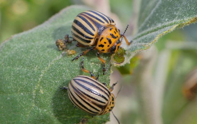 Колорады исчезнут навсегда: огородники в восторге от этих простых методов
