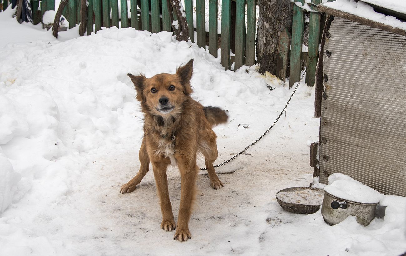 Тримати тварин на прив'язі без вигулу заборонять: що ще зміниться в Україні й коли