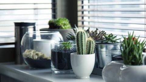 Ніколи не ставте ці рослини на підвіконня: через кілька днів вони загинуть