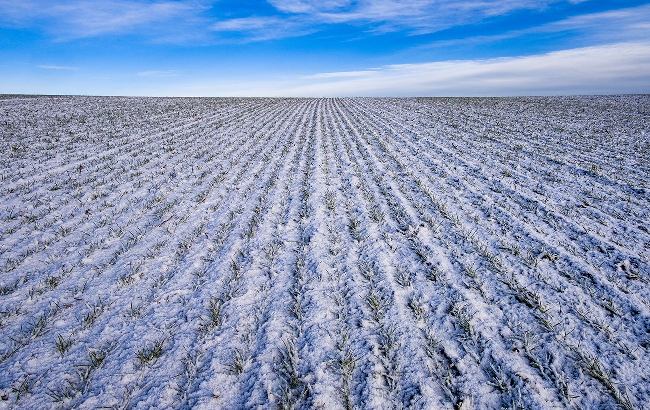 Промерзлий ґрунт і лід на полях: врожай яких озимих потрапив під удар негоди в Україні