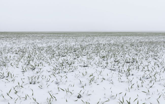 Урожай под угрозой? Как лютые морозы в Украине повлияли на озимые и плодовые культуры