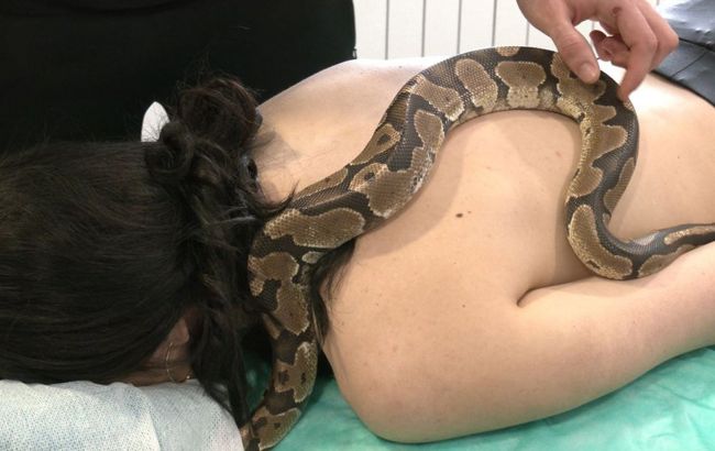 На Волині людям роблять масаж зміями: як це відбувається і чи корисно