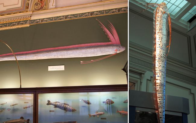 Монстр из океанских глубин. Стоит ли бояться "морского змея" - самой длинной в мире рыбы