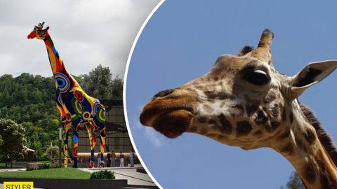 Как преобразился киевский зоопарк после реконструкции: яркое видео