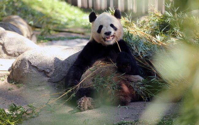 Китай отправляет панд в США за неделю до запланированного визита Трампа