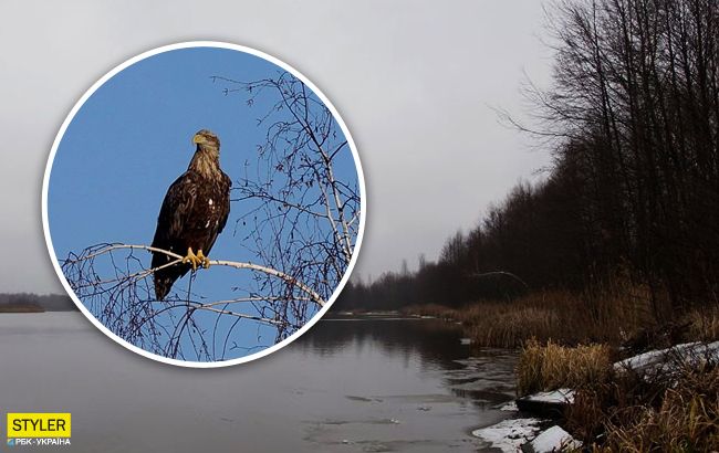 Аномальна зима: з'явилися вражаючі фото тварин Чорнобиля