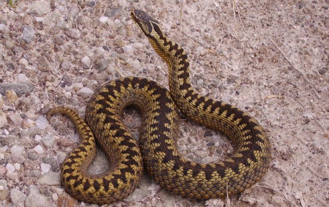 Під Києвом активізувалися отруйні змії: які види у нас водяться і як уберегтися від укусів