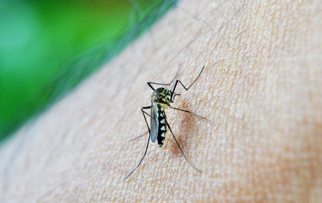 Укуси комах: як швидко надати першу допомогу